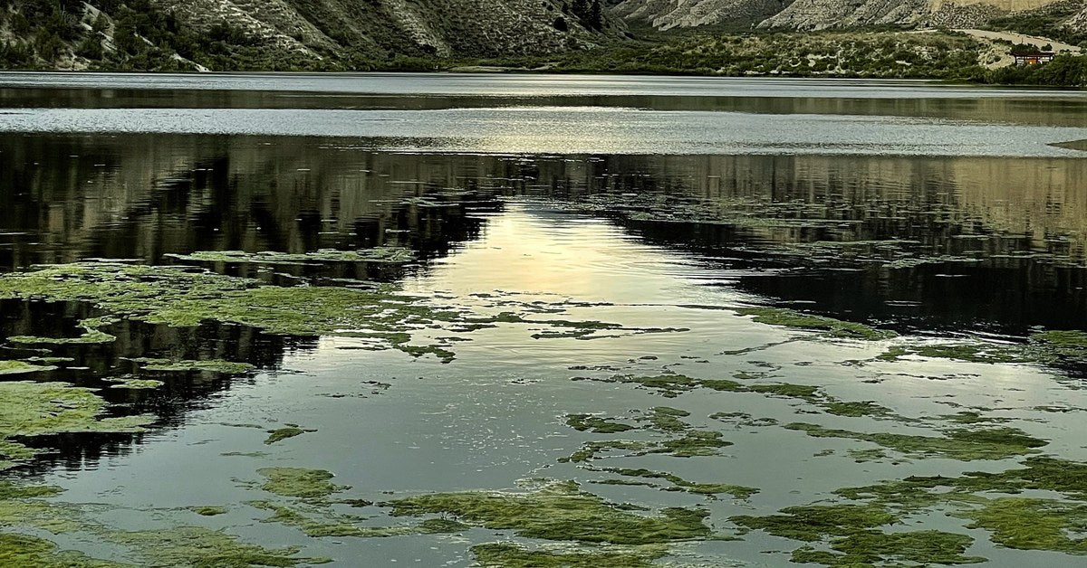 Algal mats drifting across a canyon lake at dusk — stillwater fly selection and daphnia guide, Fly Fishing Insider Podcast