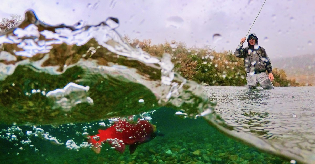 Split-level view of a red sockeye salmon underwater while a fly angler casts in the rain