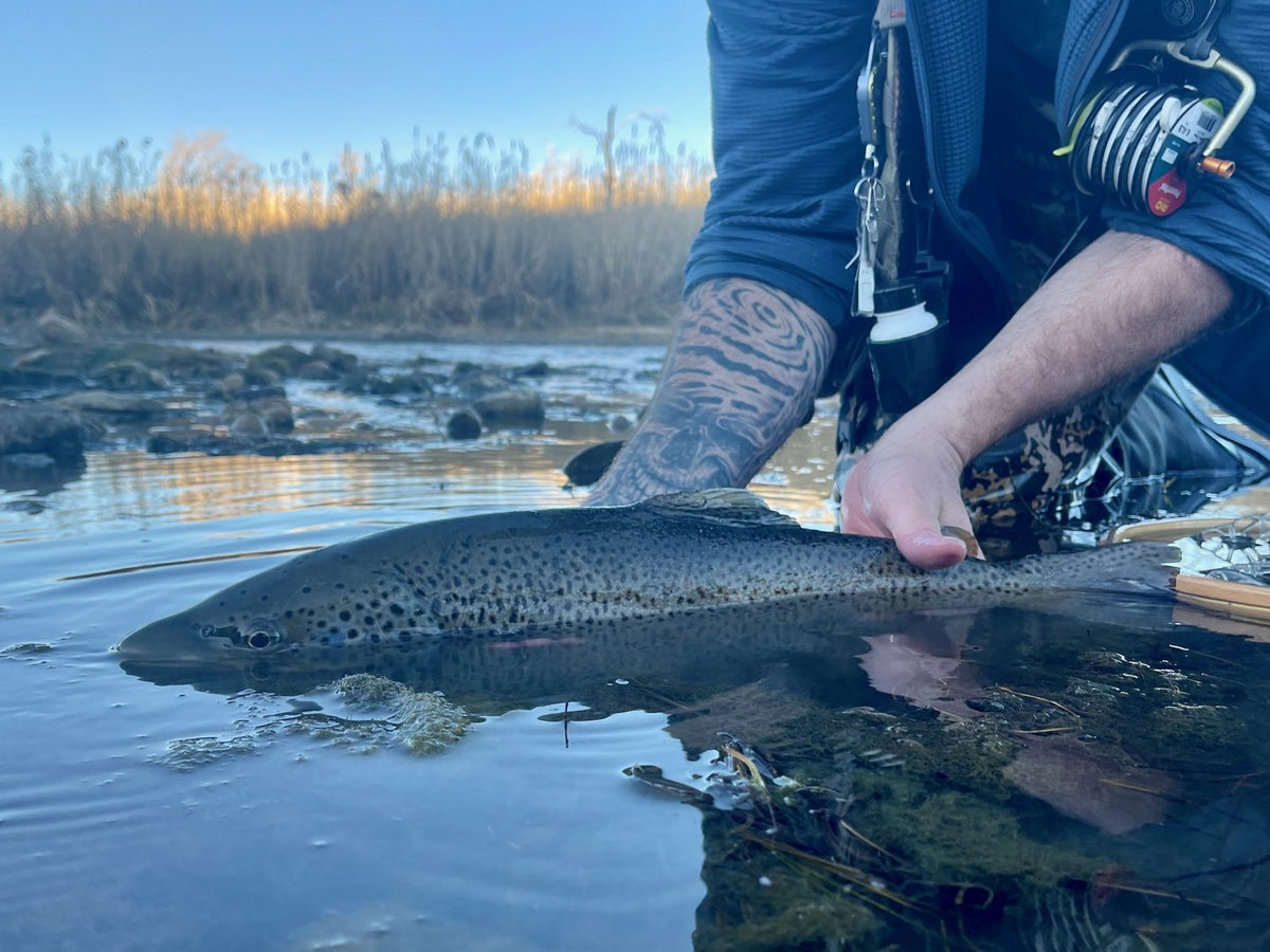 Brown trout released into a clear tailwater river
