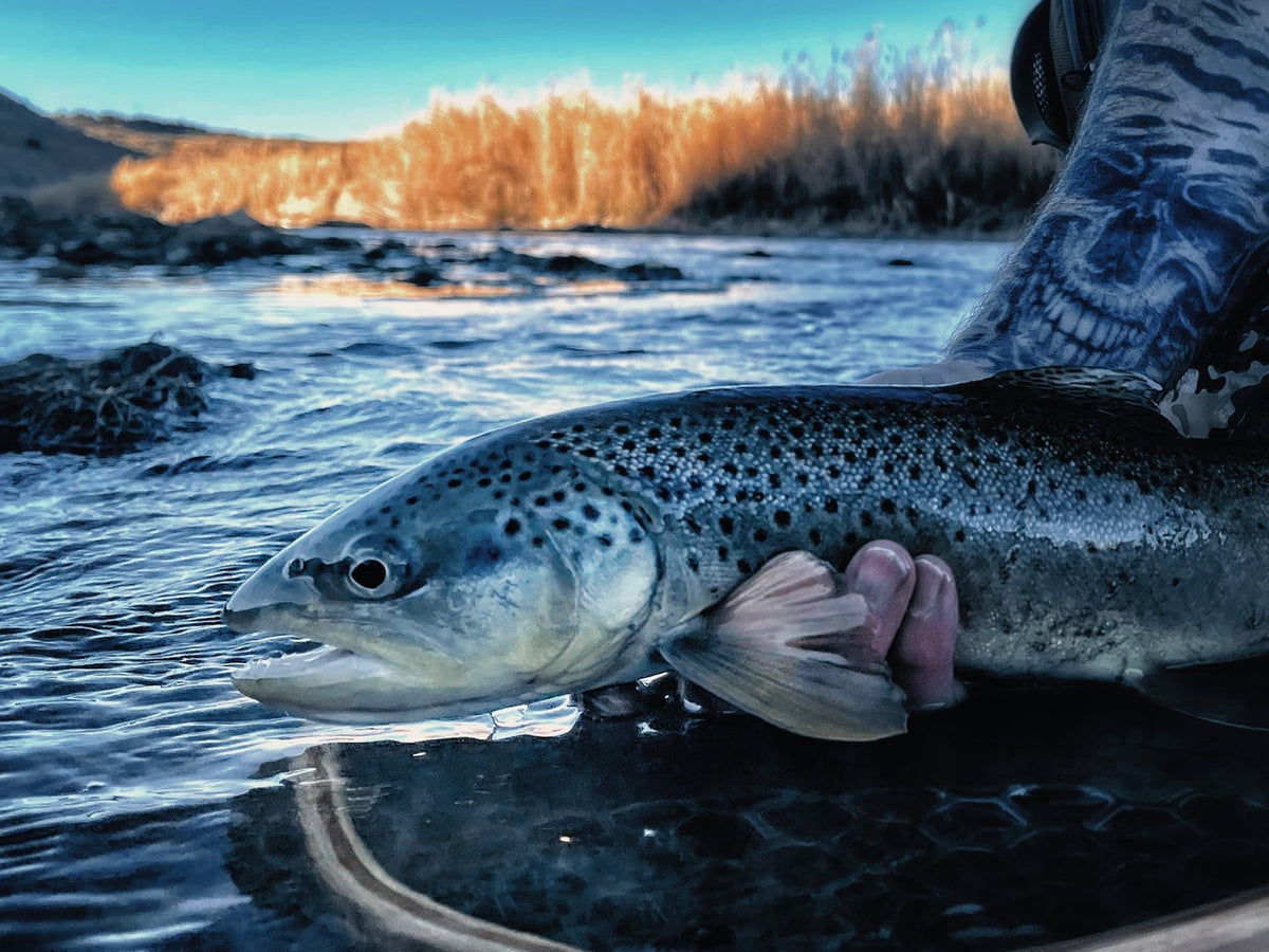 Large brown trout held at the surface of a cold river before release