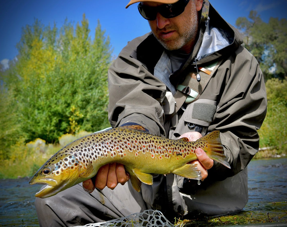 Angler holding a brown trout caught nymphing on a river