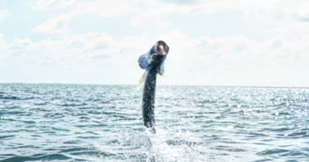 Tarpon jumping clear of the water with its mouth open and gills flared on an open saltwater flat