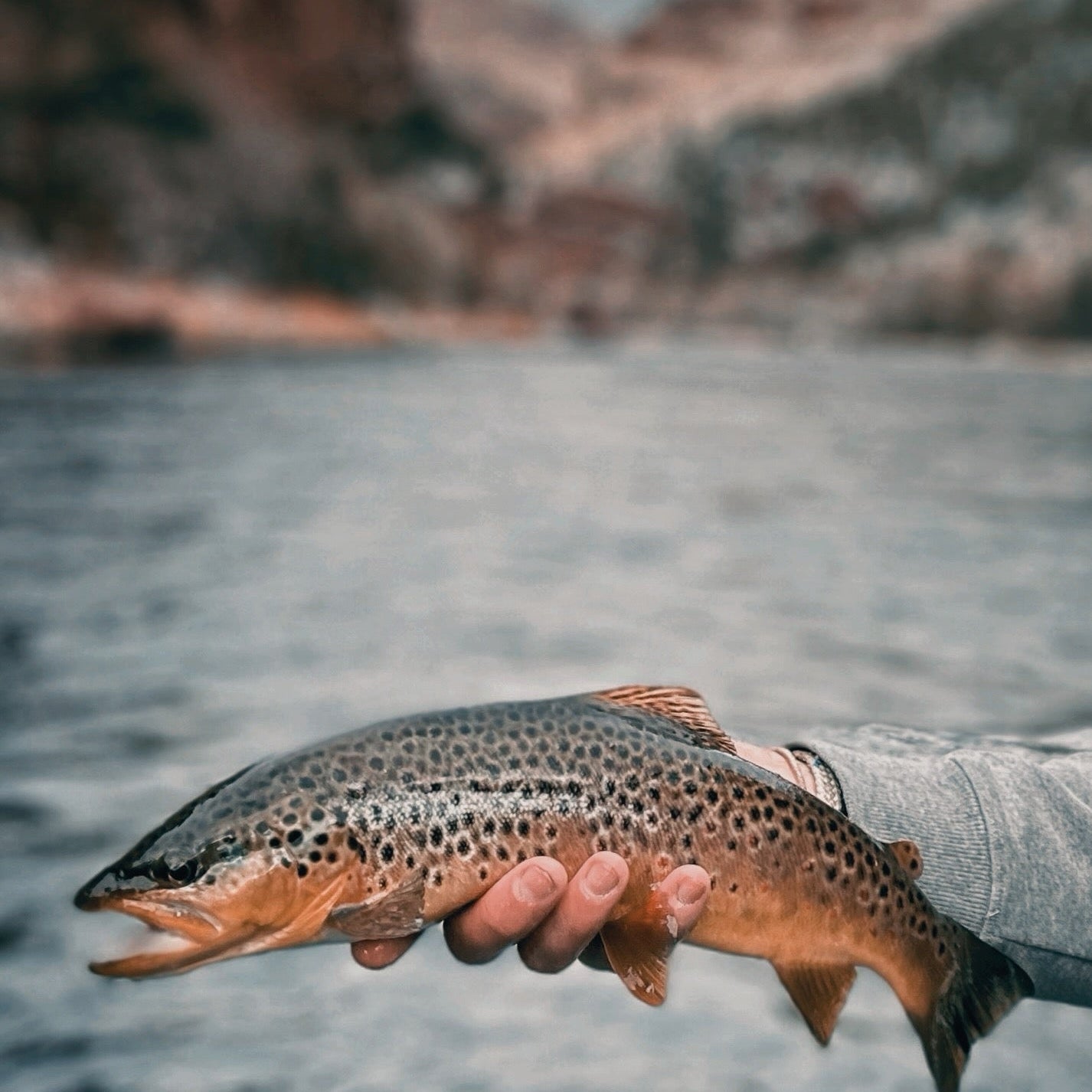 Winter brown trout held over Utah's Green River, one of the best winter fly fishing destinations