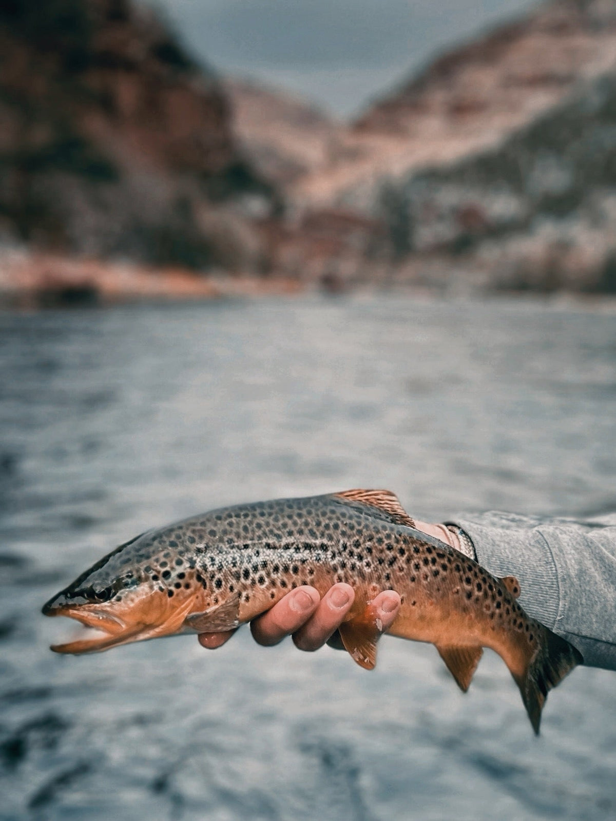 Winter brown trout held over Utah's Green River, one of the best winter fly fishing destinations