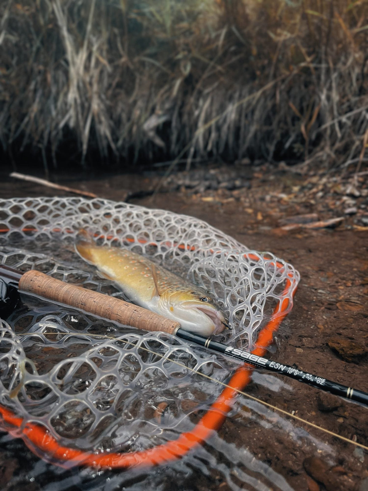 Sage ESN 4100-4 fly rod lying across a spotted trout resting in a clear rubber net with an orange frame