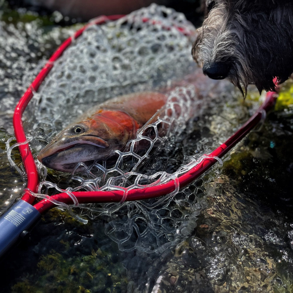 Red Rising Lunker net with clear rubber bag cradling a trout in the water, a dog sniffing from the edge