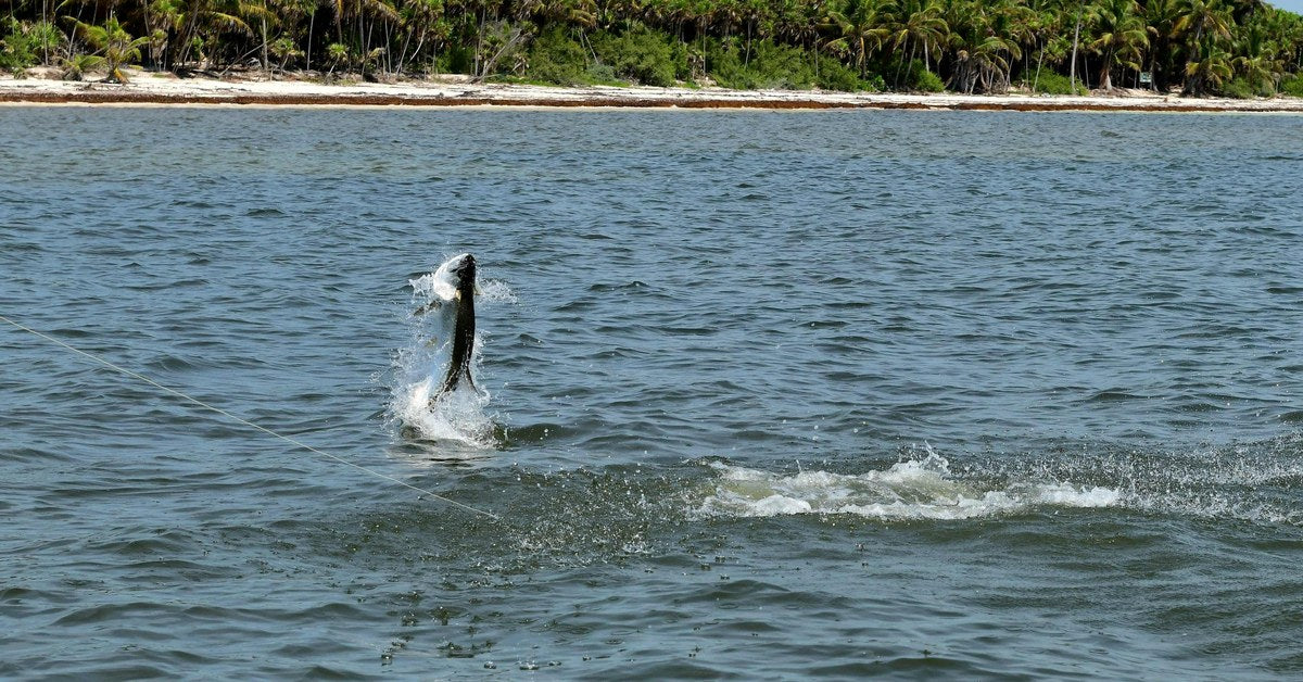 Tarpon jumping clear of the water on a fly line with a palm shoreline behind