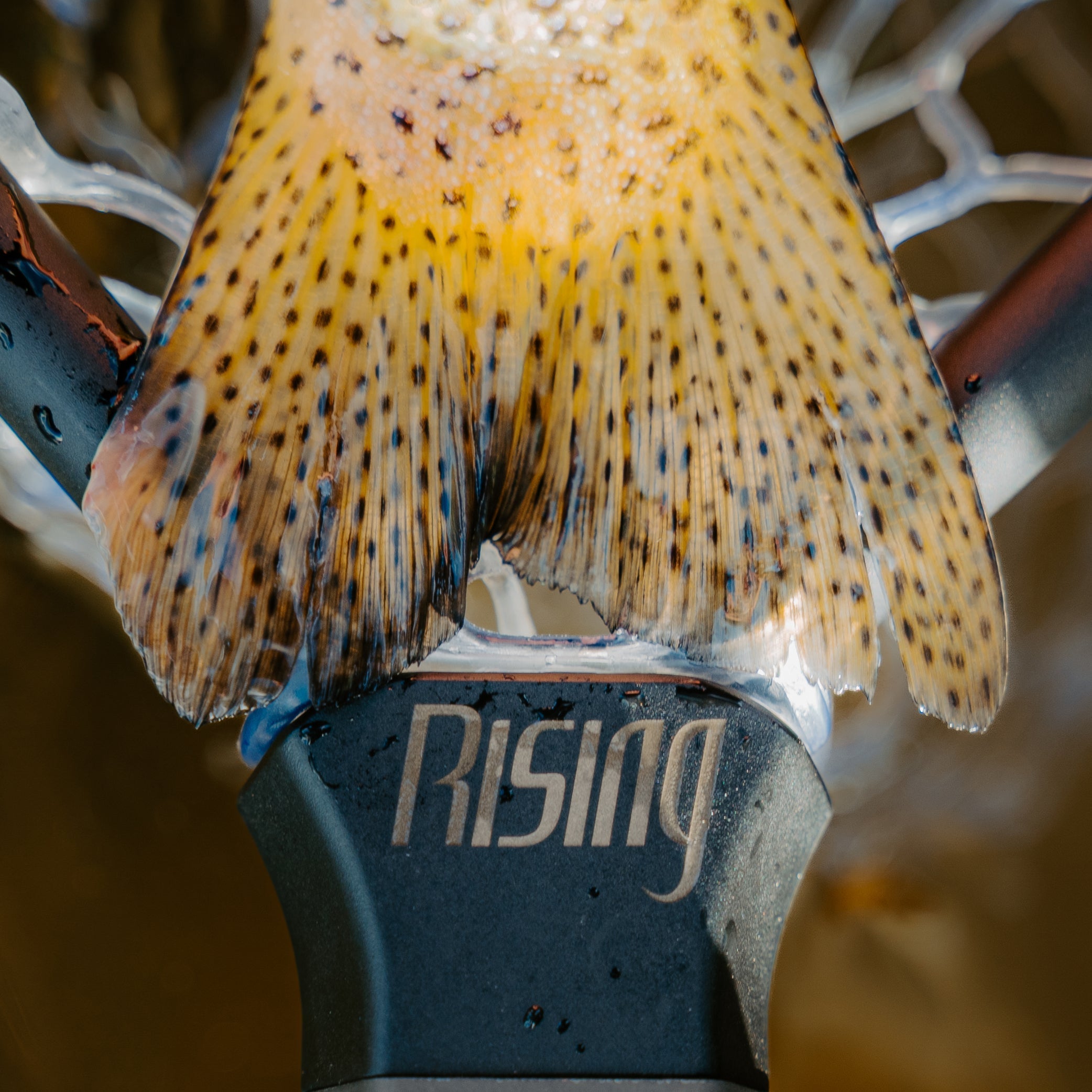Rising Net