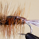 Halfback Nymph