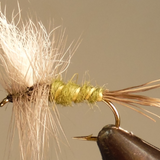 Colorado Green Drake