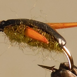 Water Boatman