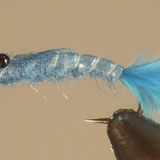 Blue Damselfly Nymph