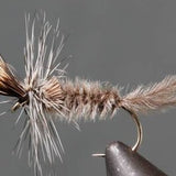 Crane Fly Larva - Grey