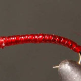 Rock Worm / Annelid - Red or Purple