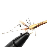 Crayfish