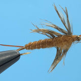 Hellgrammite Brown