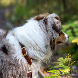 Full Leather Dog Collar