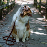 Full Leather Dog Collar