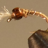 Barbed Wire™ - Midge