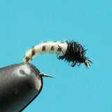 Caddis