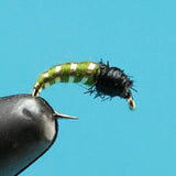 Caddis