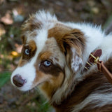 Full Leather Dog Collar