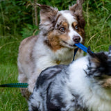 The Whiskey Tartan Dog Leashes