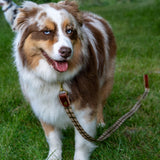 The Whiskey Tartan Dog Leashes
