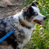 The Tartan Dog Collars