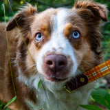 The Whiskey Tartan Dog Leashes