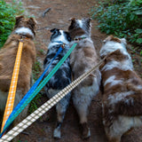 The Whiskey Tartan Dog Leashes