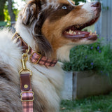 The Tartan Dog Collars