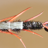 Double Bead - Stonefly Nymphs