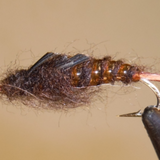 Giant Stonefly Nymphs