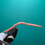 San Juan Worm