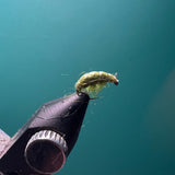 Scud - Olive