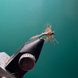 Adam's - Midge