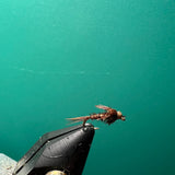 Pheasant Tail
