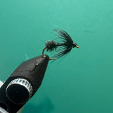 Drowned Ant