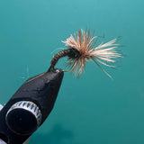 Pheasant Tail Challenged
