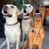 Saltwater Dog Collars