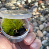 12-Piece Woolly Bugger Kit