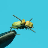 Japanese Beetle