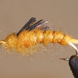 Giant Stonefly Nymphs