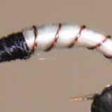 Miracle Nymphs