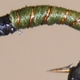 Miracle Nymphs