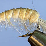 Molting Scuds