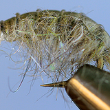 Molting Scuds