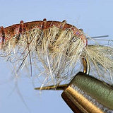 Molting Scuds