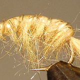 Molting Scuds